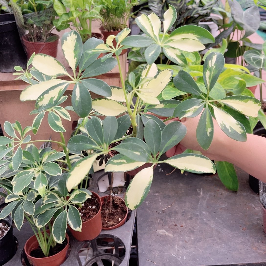 无花朵009 花叶鸭脚木