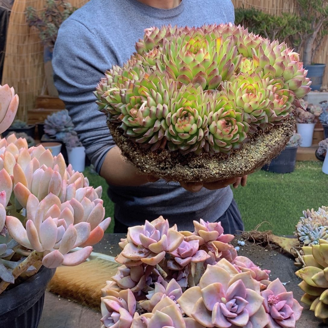 老***暖A2号萤火虫多肉