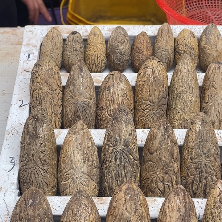 团***圆菩提11111111111111111