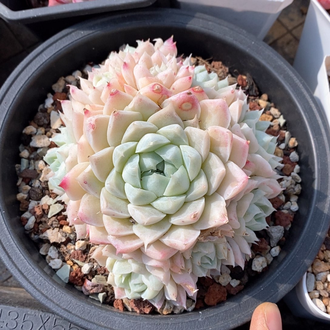 精品多肉一物一柏不包整12