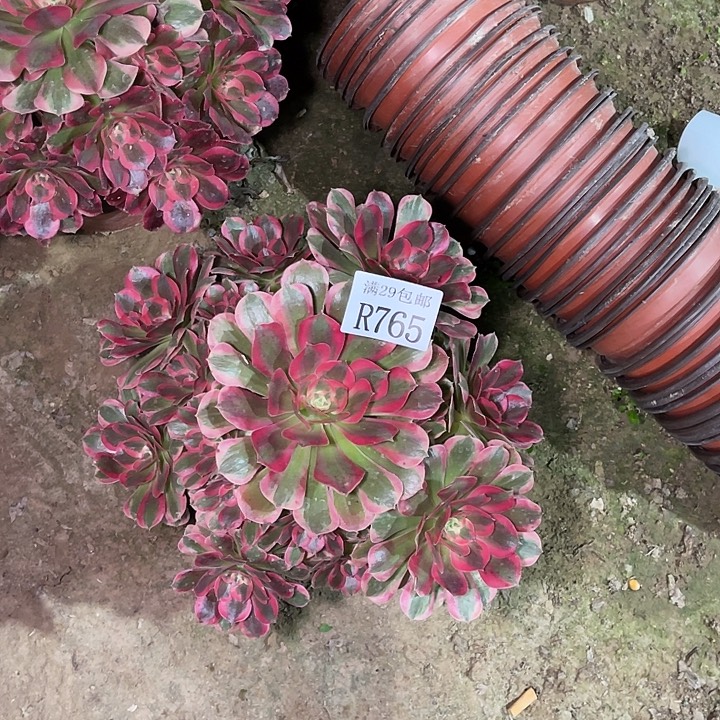 765粉女郎多肉植物   