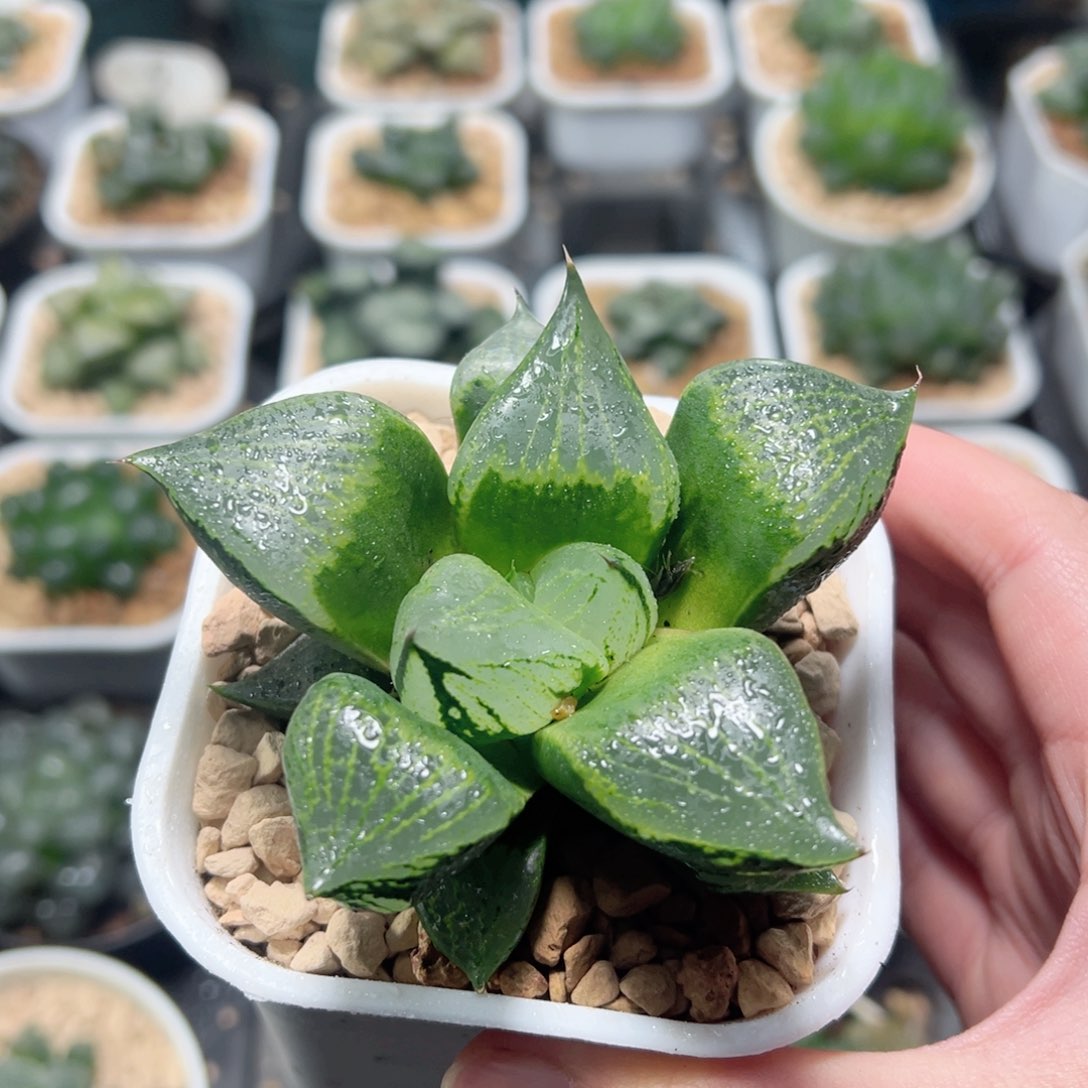 裹班若玉露多肉植物