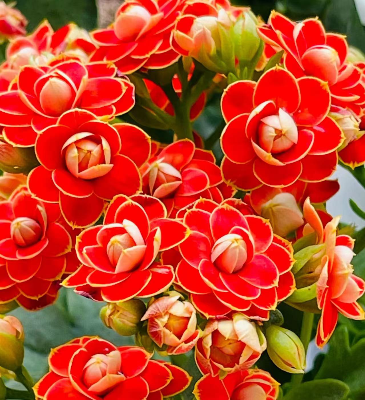 【李先生】（金狐狸）重瓣长寿花室内绿植大花盆栽四季开花植物