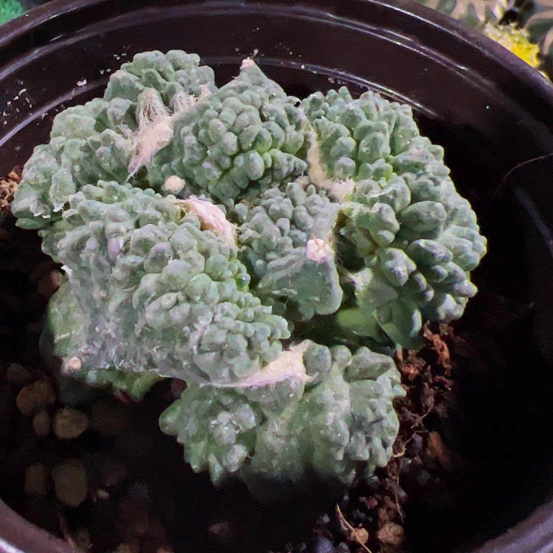 落地满尤怒涛牡丹957