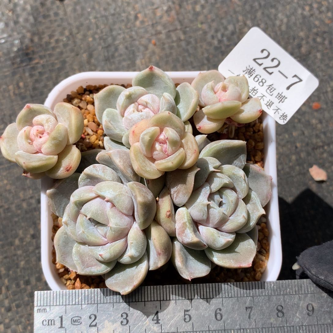 7。雪兔整桩趴地群。