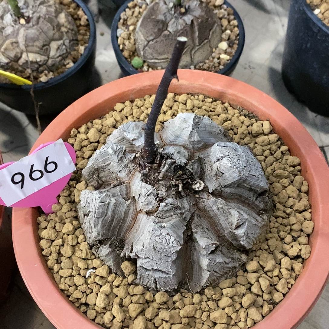 南非龟甲龙龟甲龙