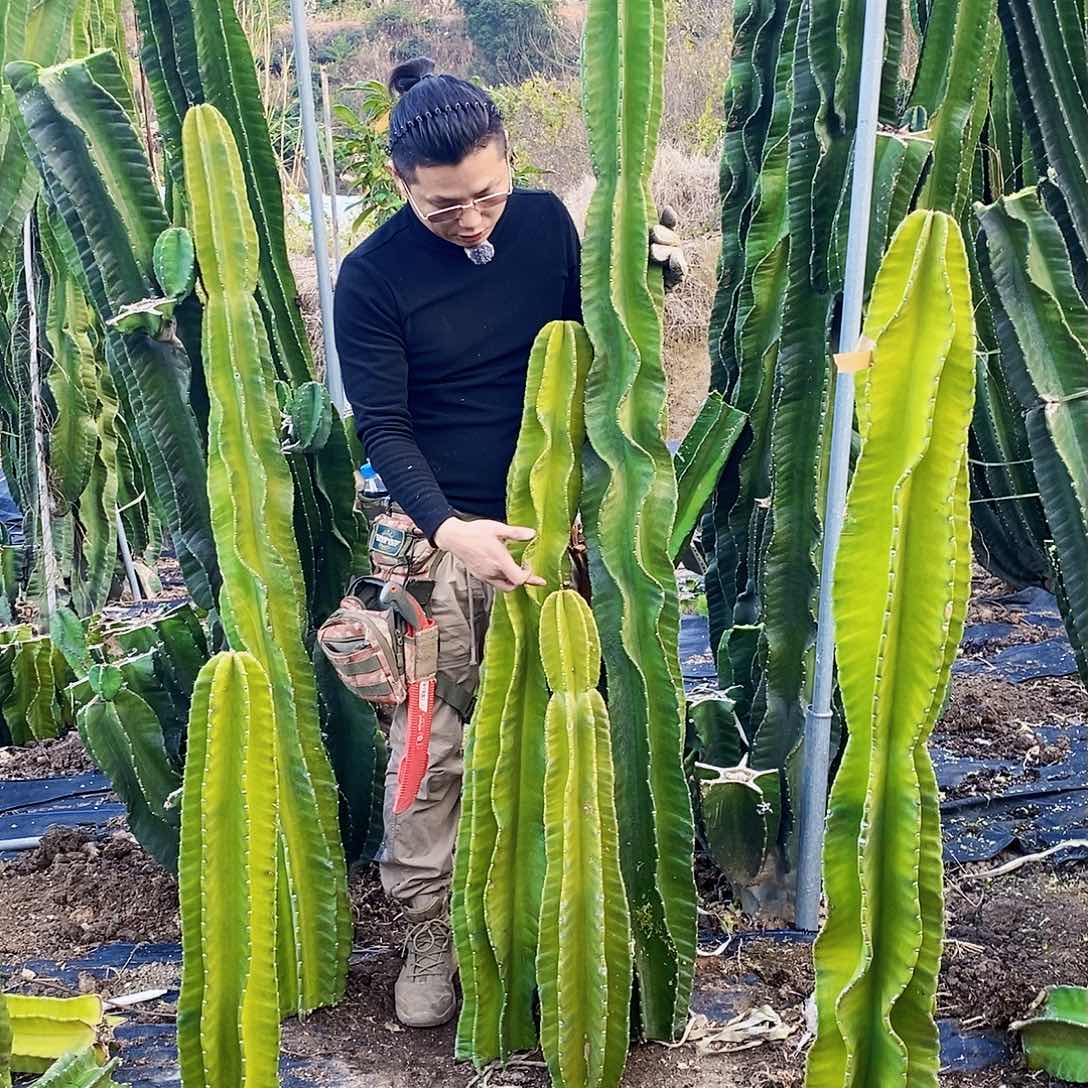 秘鲁苹果套餐3颗（2米 1.2米 70厘米左右）