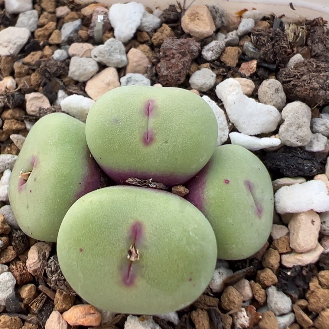 80多肉植物百科知识