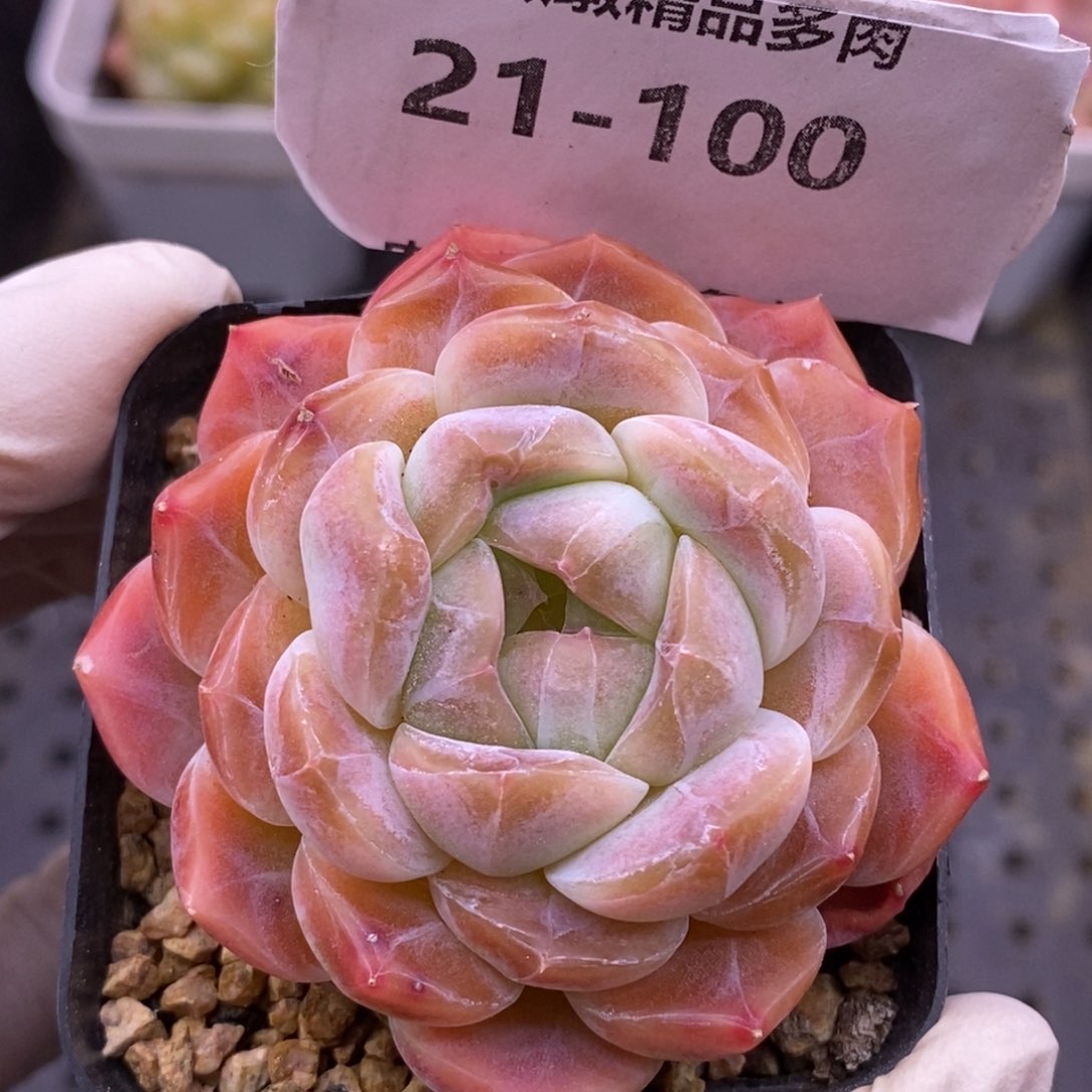 【闪购商品】21-100