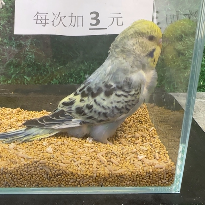 虎皮鹦鹉大头虎皮鹦鹉