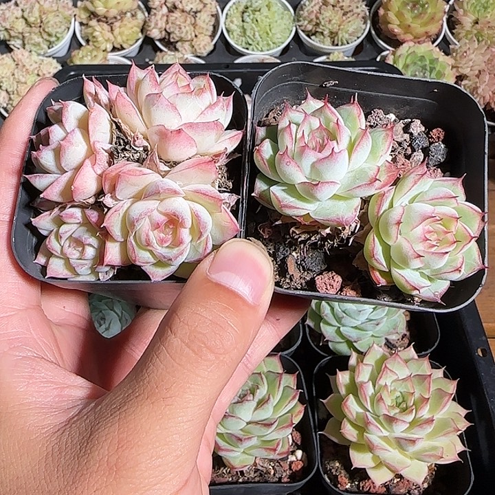 肥****1118------159女王2个