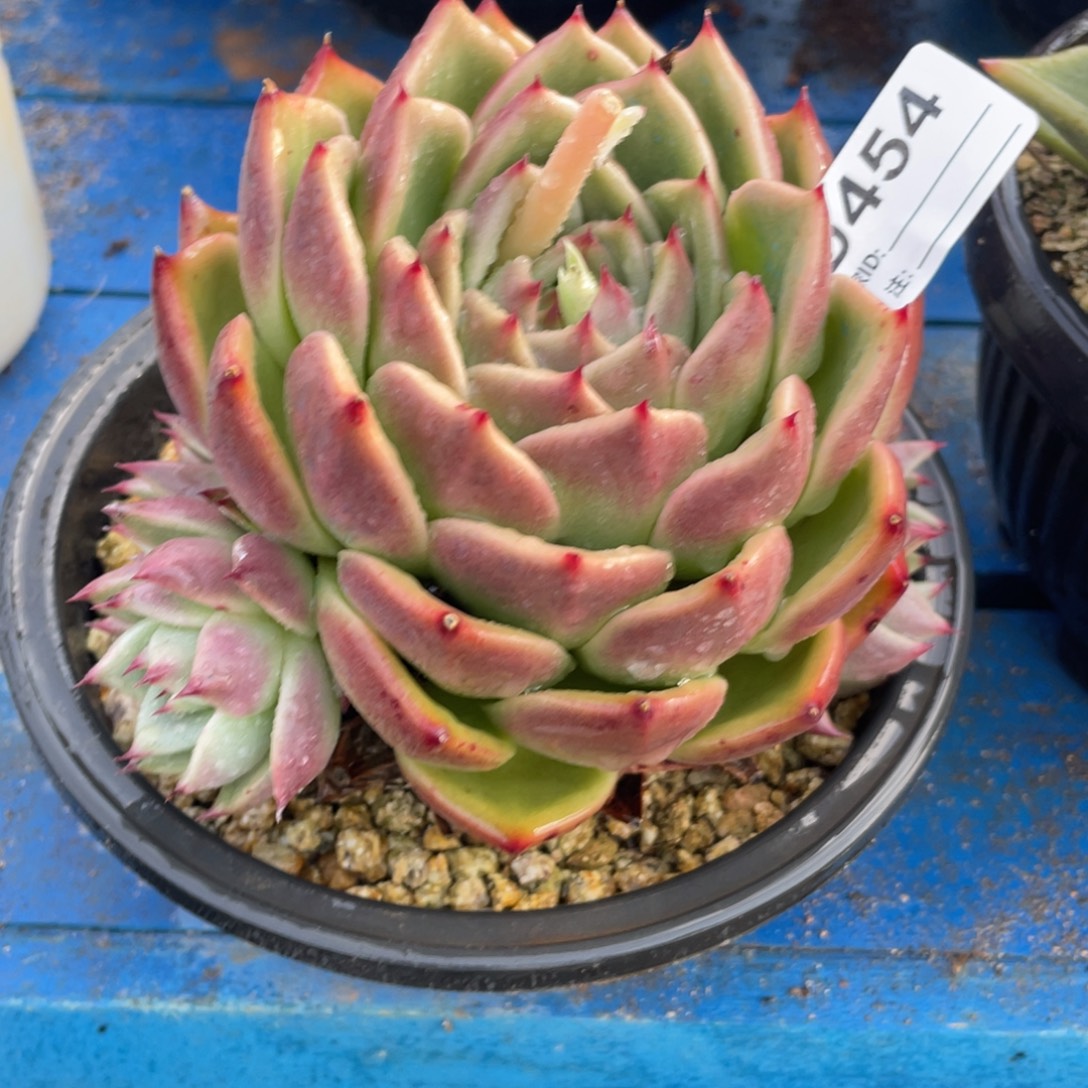 无花朵若如东云单拍D454