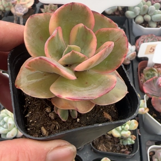 555秀妍锦一物一拍多肉