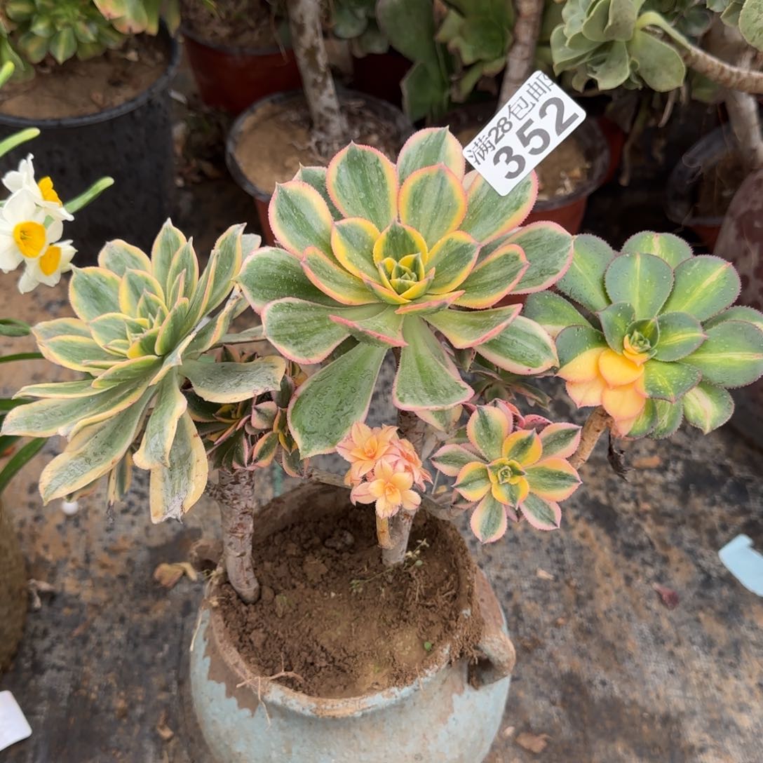 灿烂拼种多肉352满28包邮断枝不包