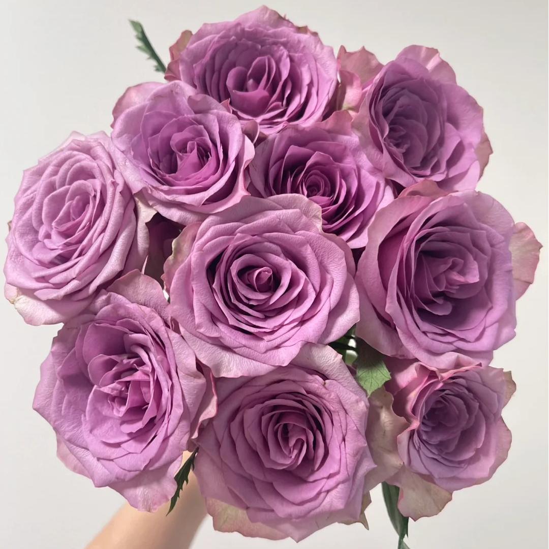 【紫霞仙子玫瑰】云南直发玫瑰鲜花两单京东冷链包邮M