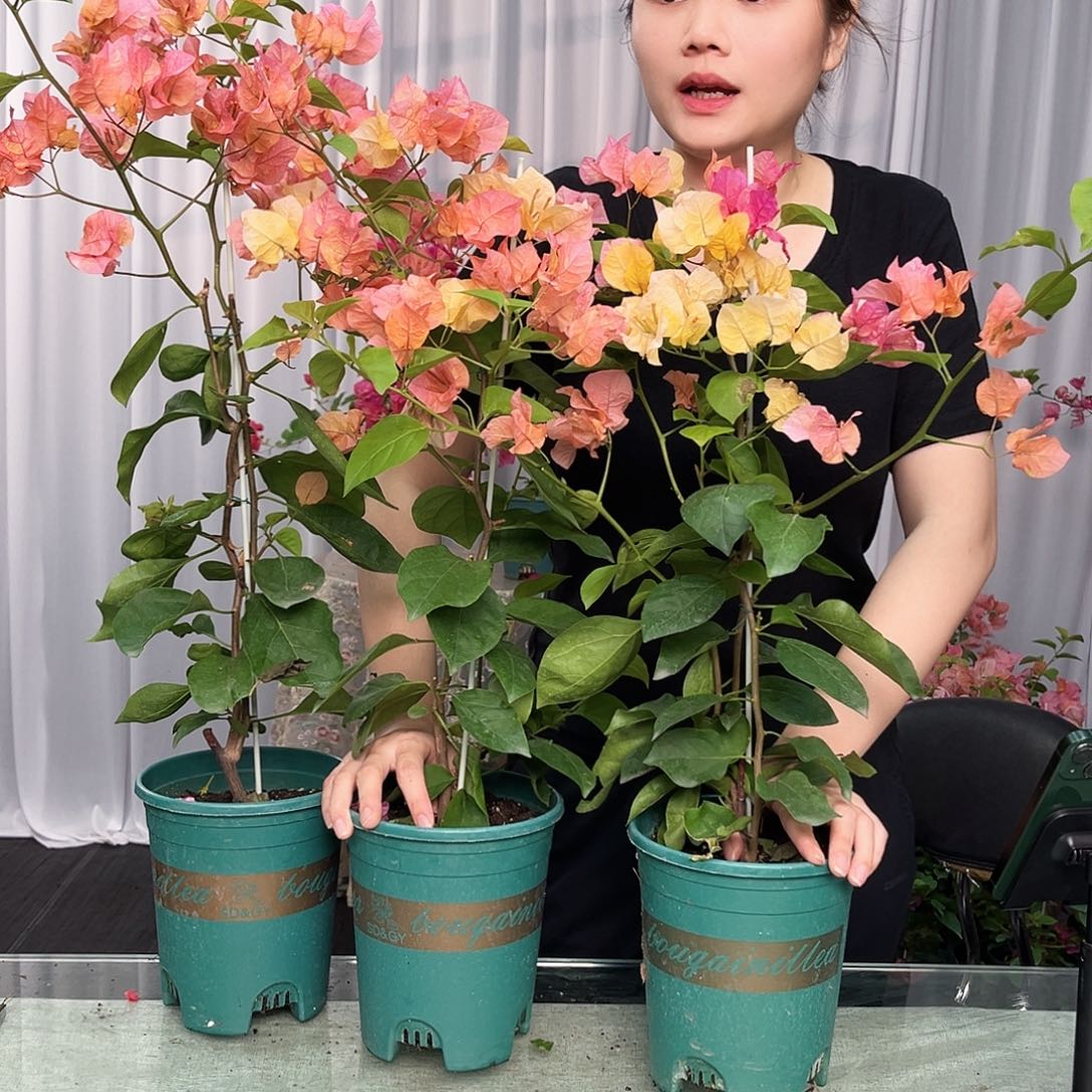 大部分开放少量花苞阿达娜带竹一颗