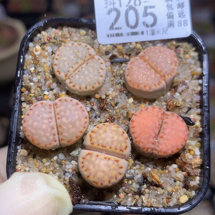 精品生石花126.205