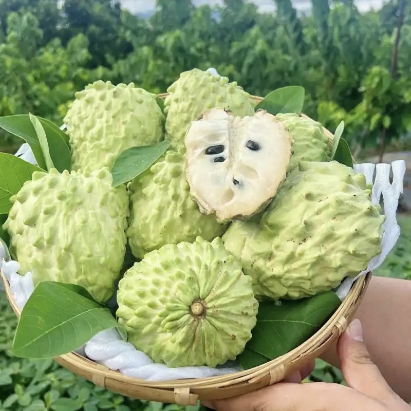 【小伟赶集】新鲜当季云南凤梨释迦果