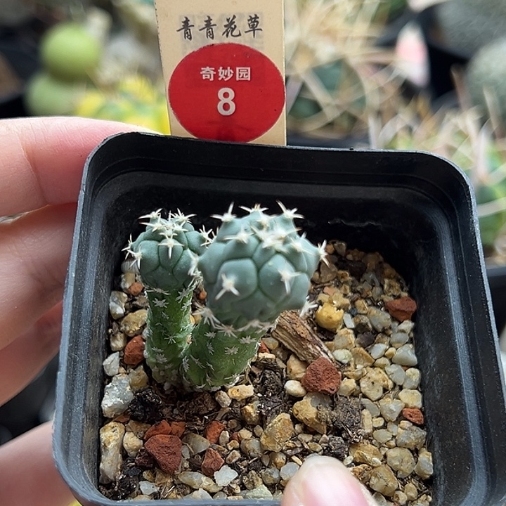 实生双头华丽玉娇丽一棵仙人球
