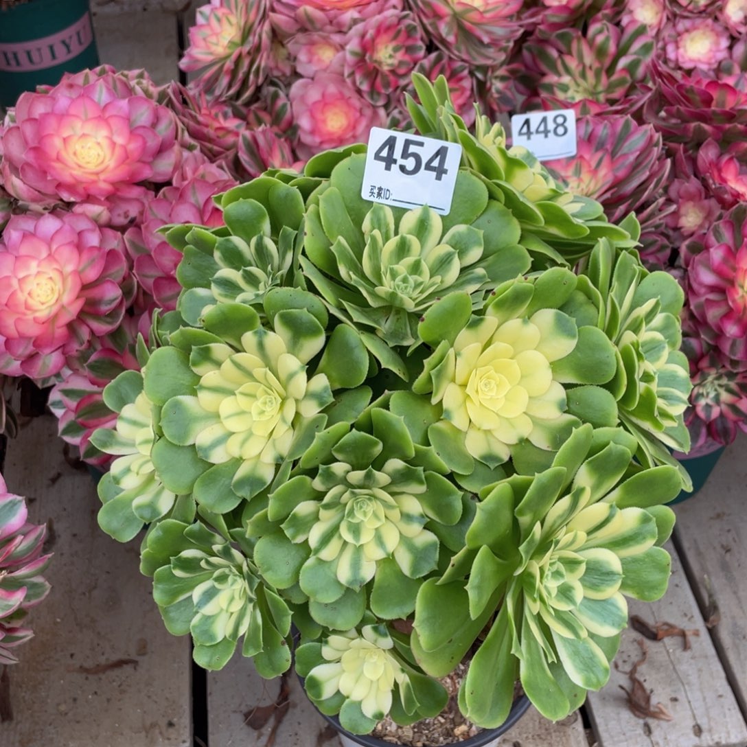 454辛尼亚绣球多肉植物