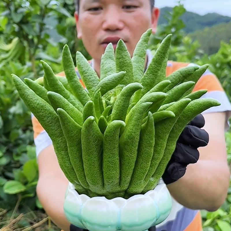 新鲜佛手柑 天然香薰 清供闻香 居家摆件 花卉绿植