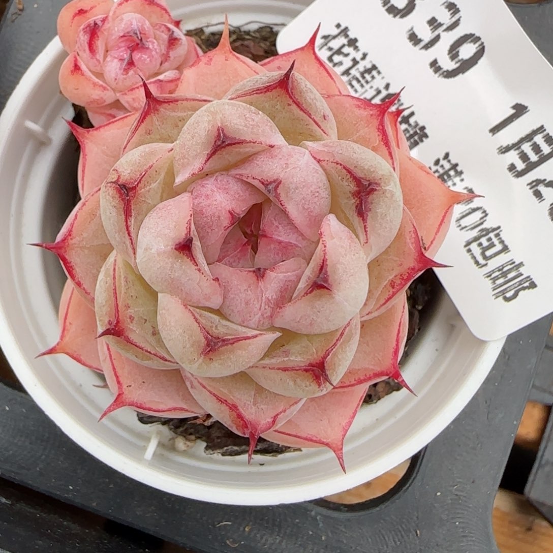 花语逸镜0128-339