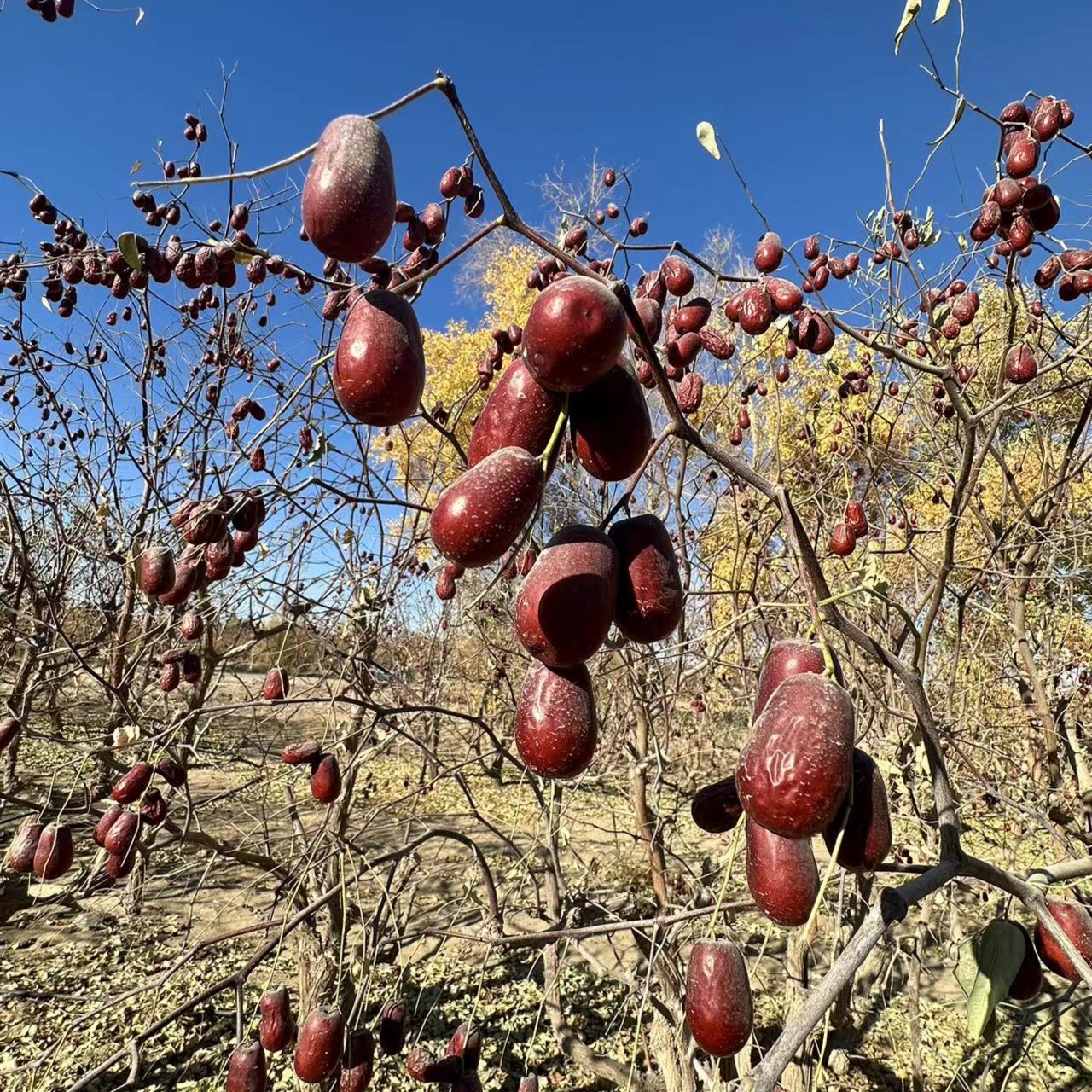 新疆特产和田大枣中果5斤装原产地直发包邮