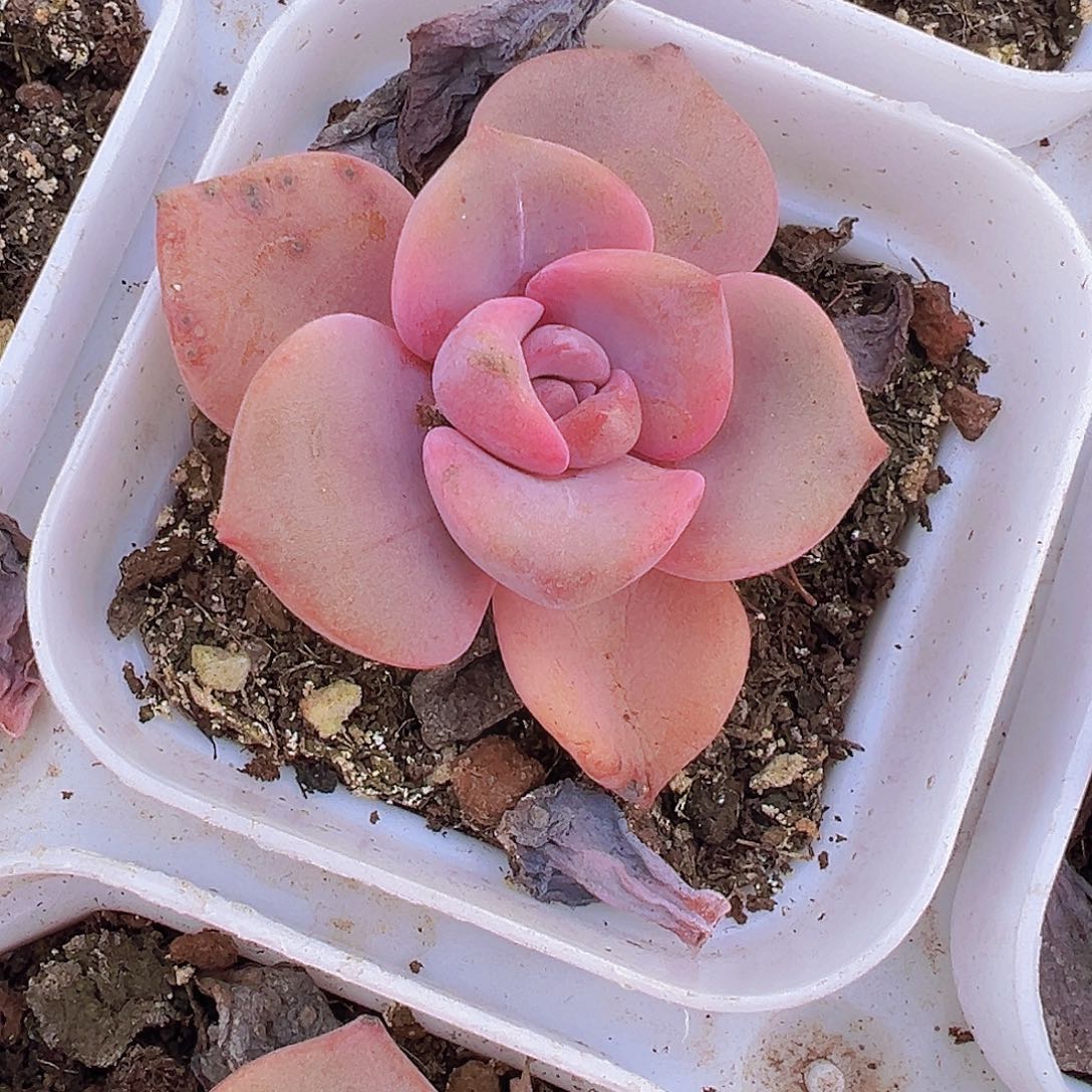 彩虹糖2颗19包邮样品