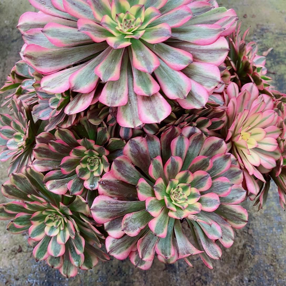 无花朵晓****?多肉植物白月光886