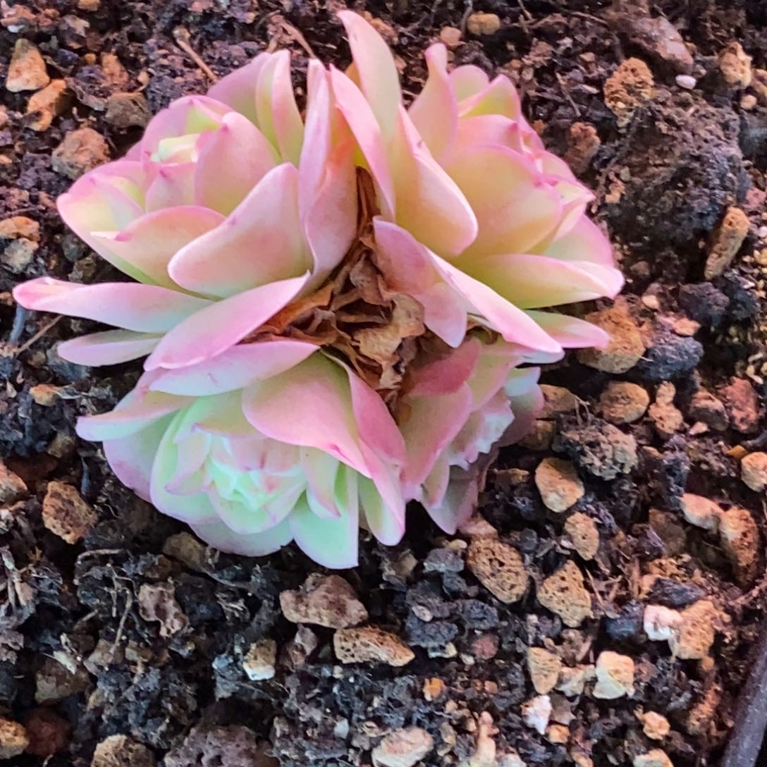 Y737半城玫瑰烟雨