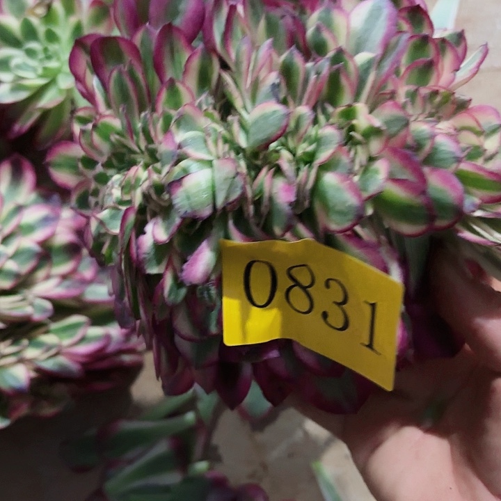 多肉植物福利缀0831