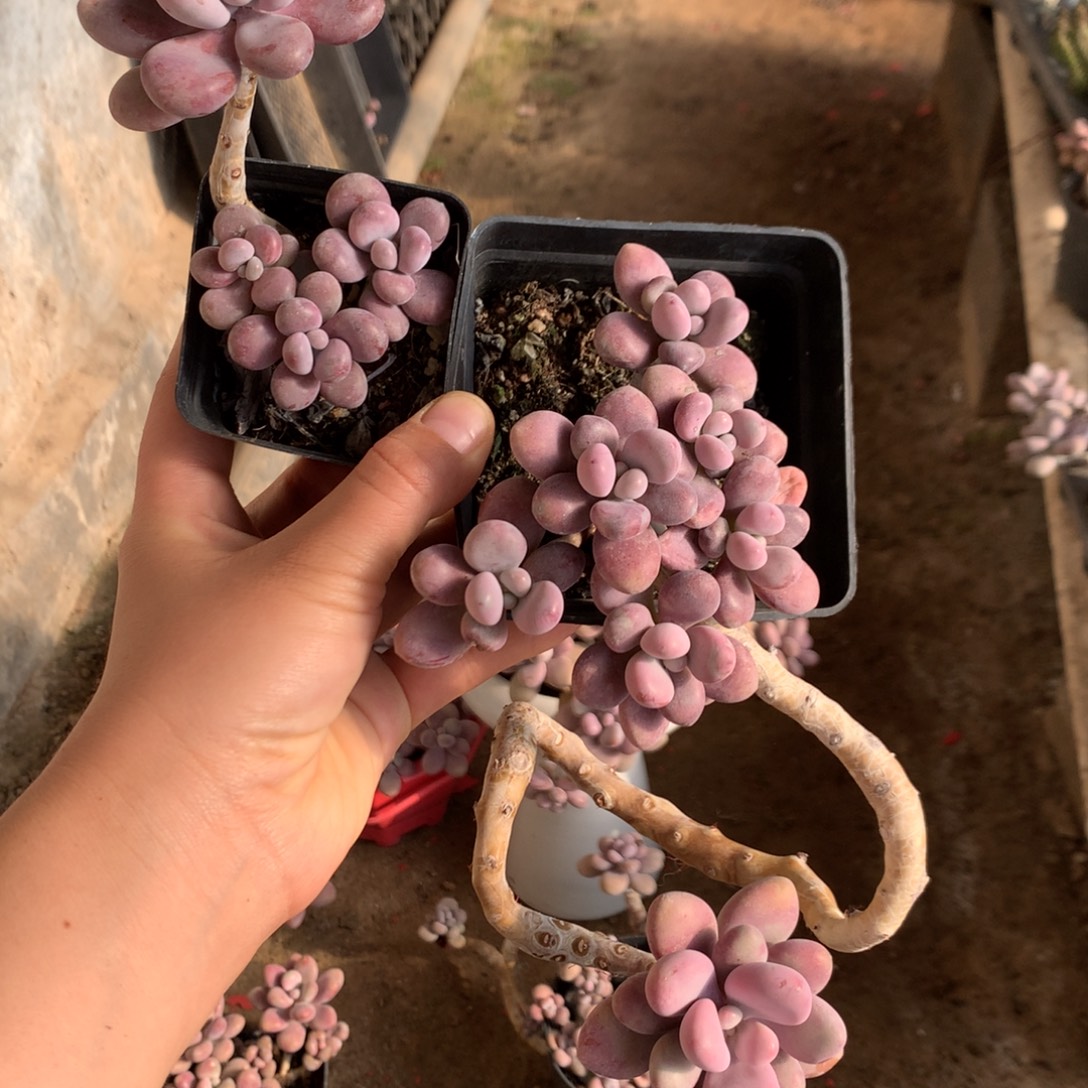 桃蛋老桩两颗不败盆35号