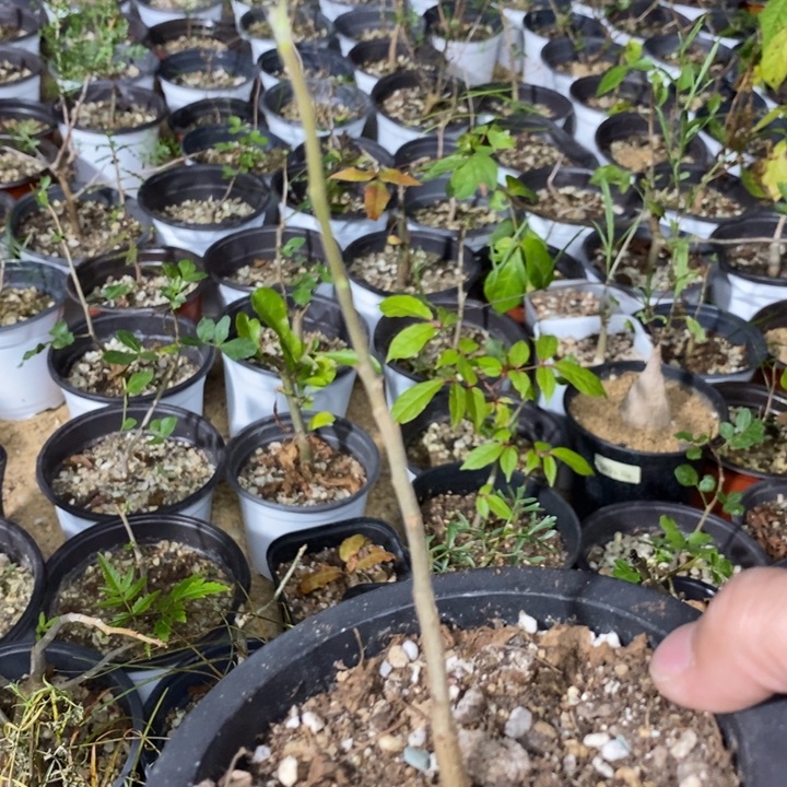 潘***宫阿蔓神生乳香带盆土