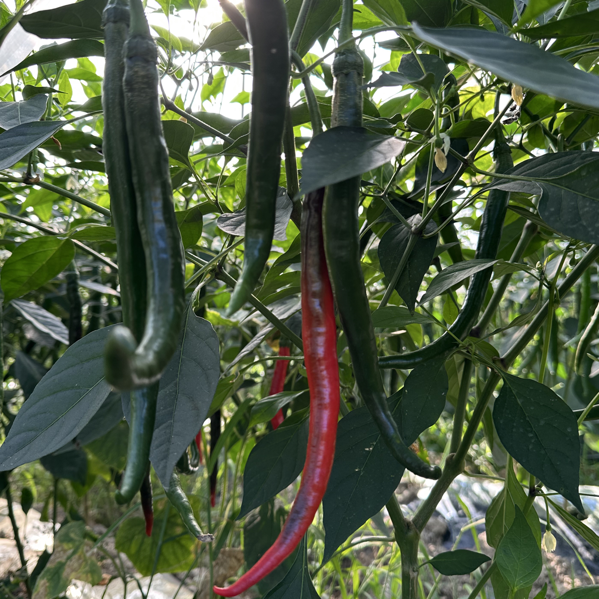 湖北恩施高山现摘现发，青红线椒皮薄肉厚适合做辣椒酱