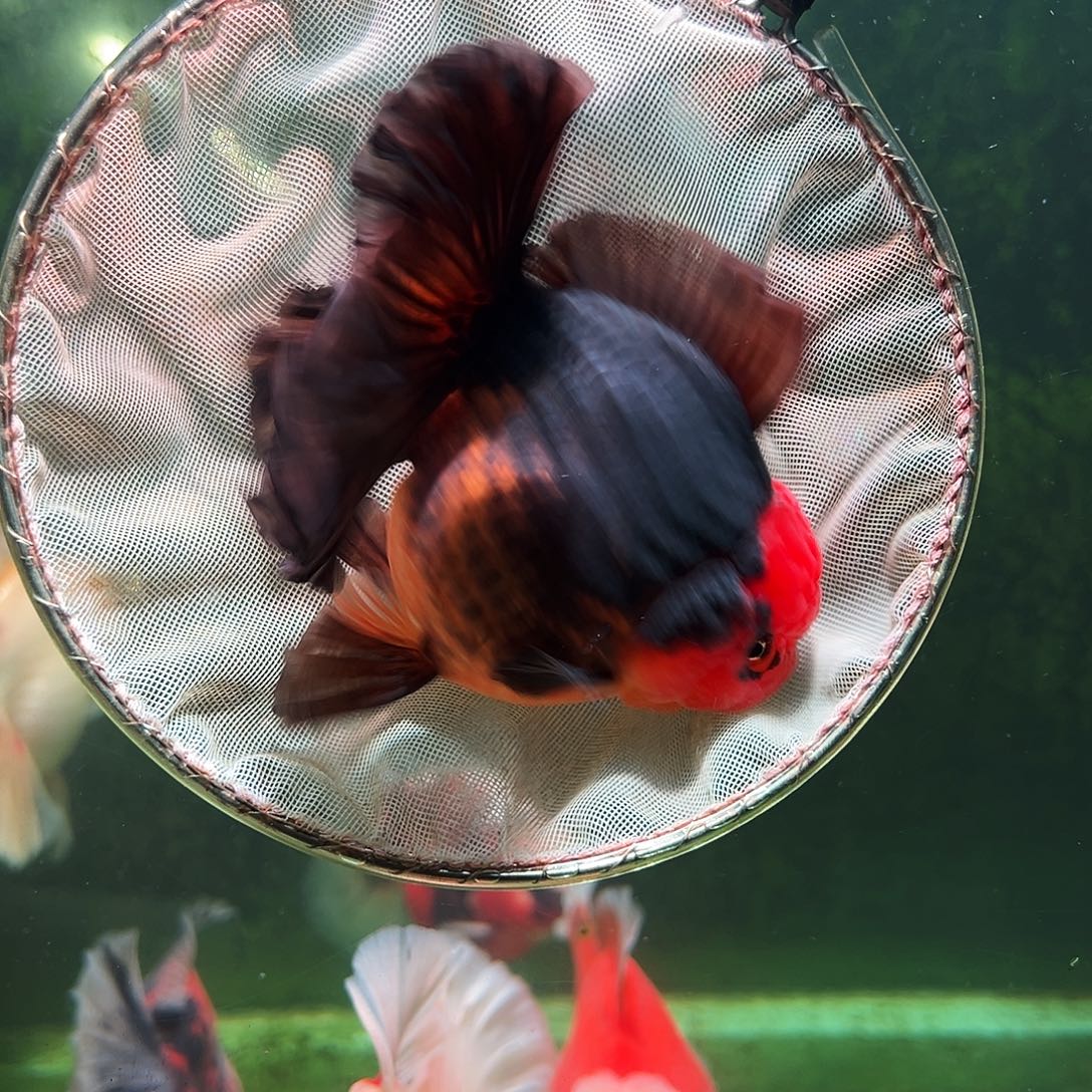 金鱼百褶泰狮冷水金鱼