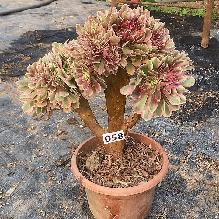 058粉女巫老庄缀化特价