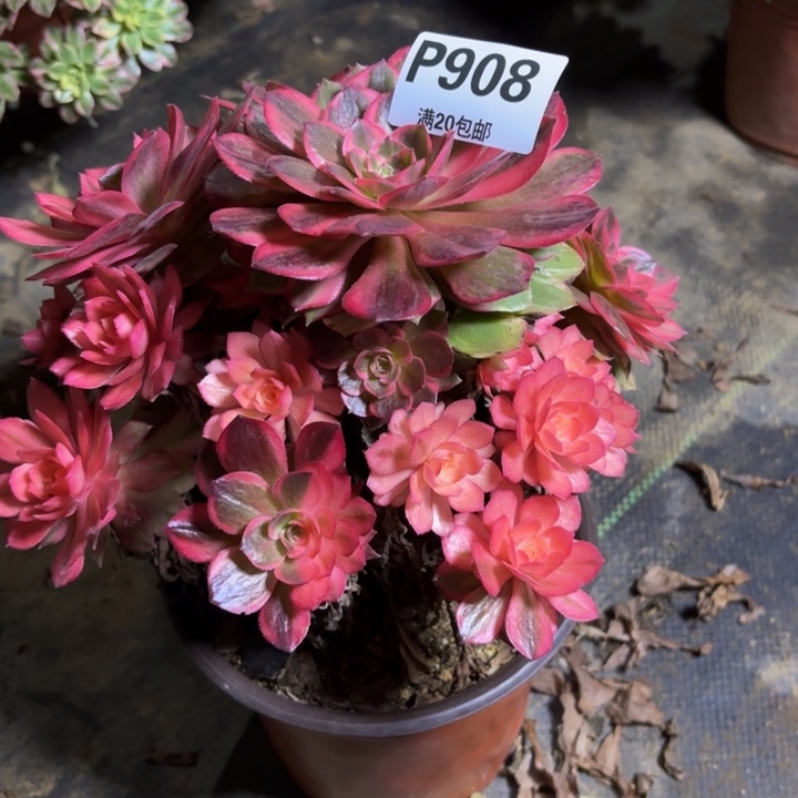 瑞妈，，，。。。。908黑膜锦