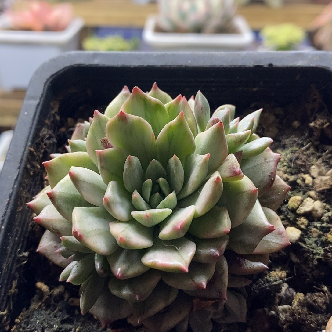 20164 奥利维亚锦