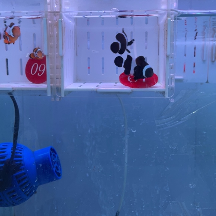 海水鱼精品黑奥黑2条4-5