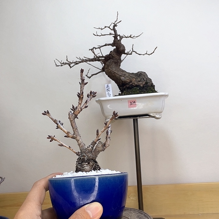 木本旭山樱花盆栽