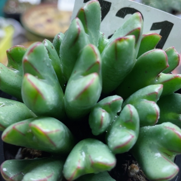 721少将群带盆l l