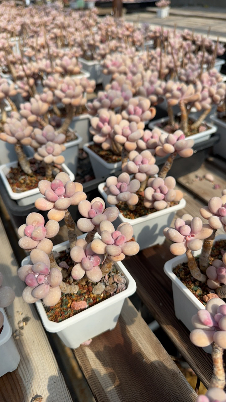 2颗桃蛋/多肉植物盆栽绿植组合室内花卉好养阳台防辐射