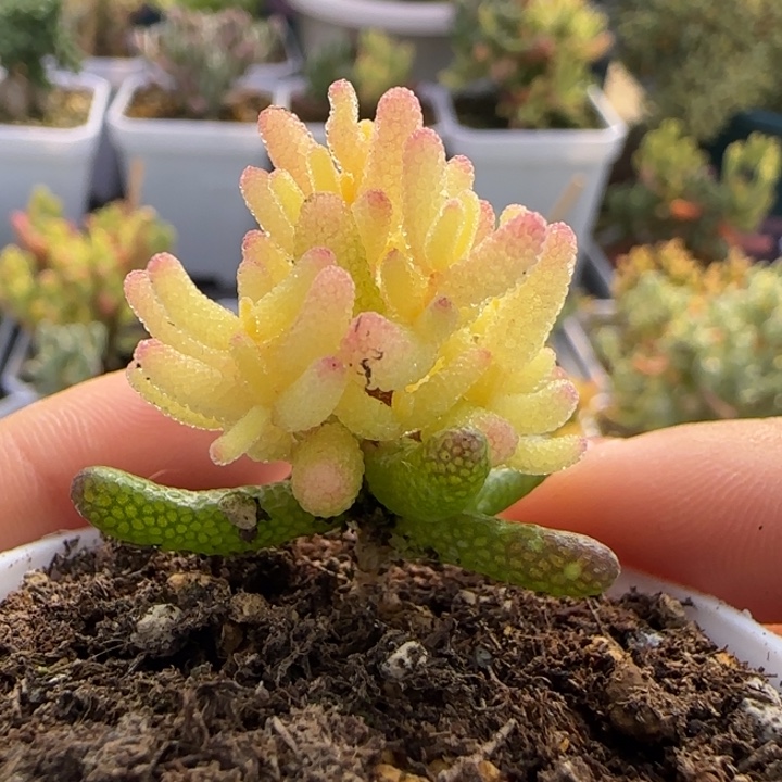 264-真飞机植物枝干