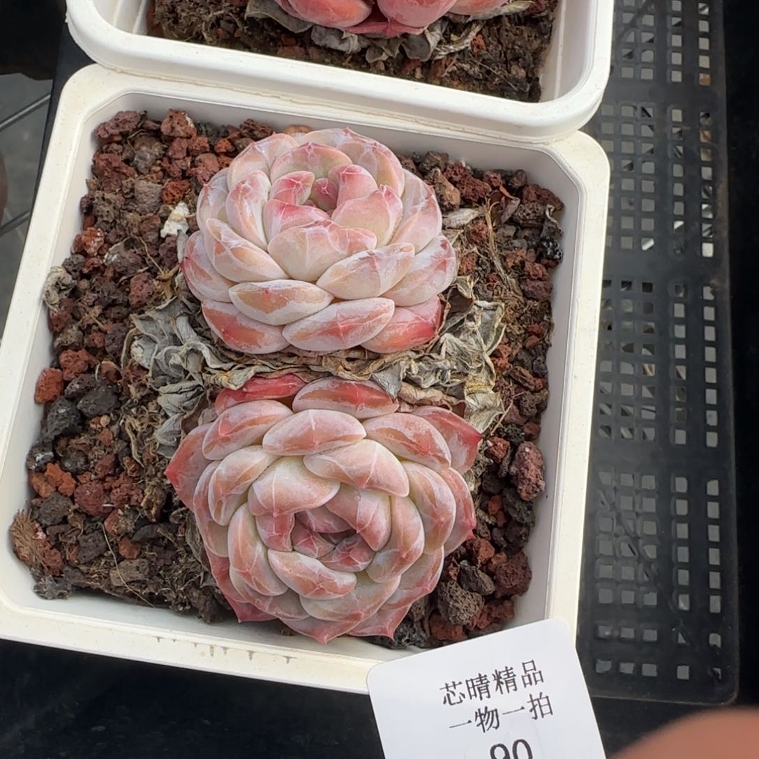 闪购精品多肉90号