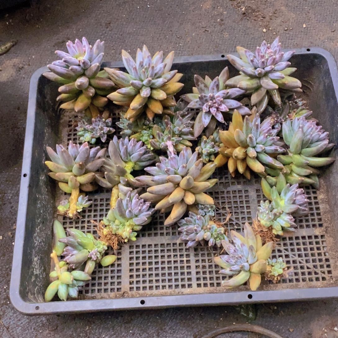 存***姐多肉植物多肉植物