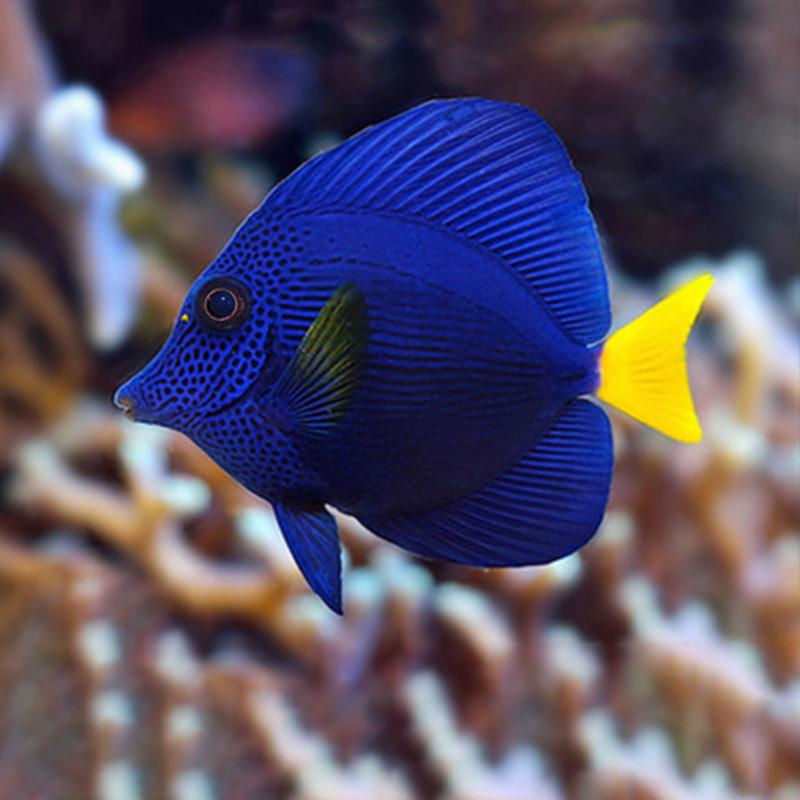 红海紫吊活体海水观赏鱼检疫开口秒颗粒