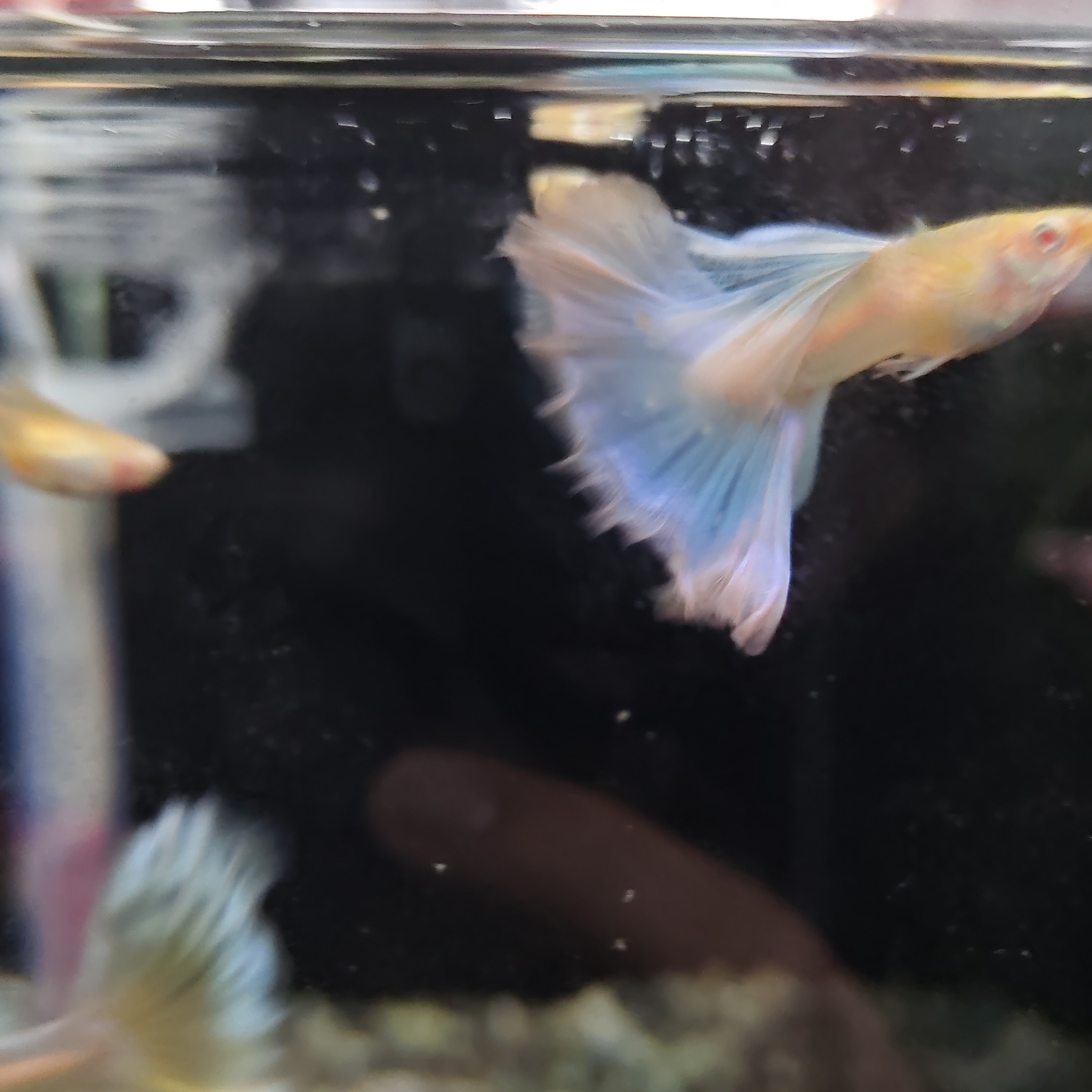 蓝白半月精品孔雀鱼两对