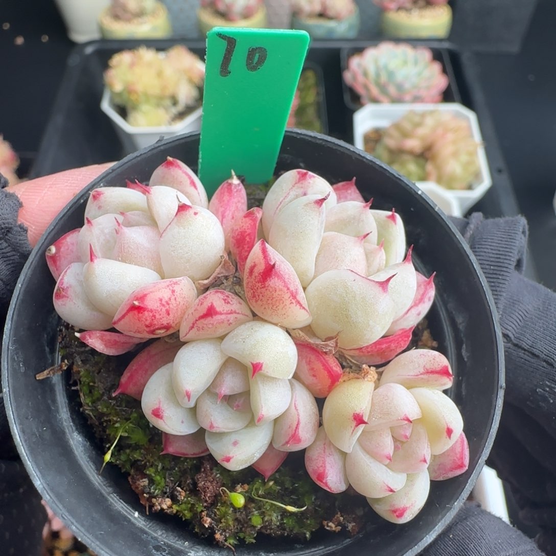 多肉70  佳人  5厘米盆