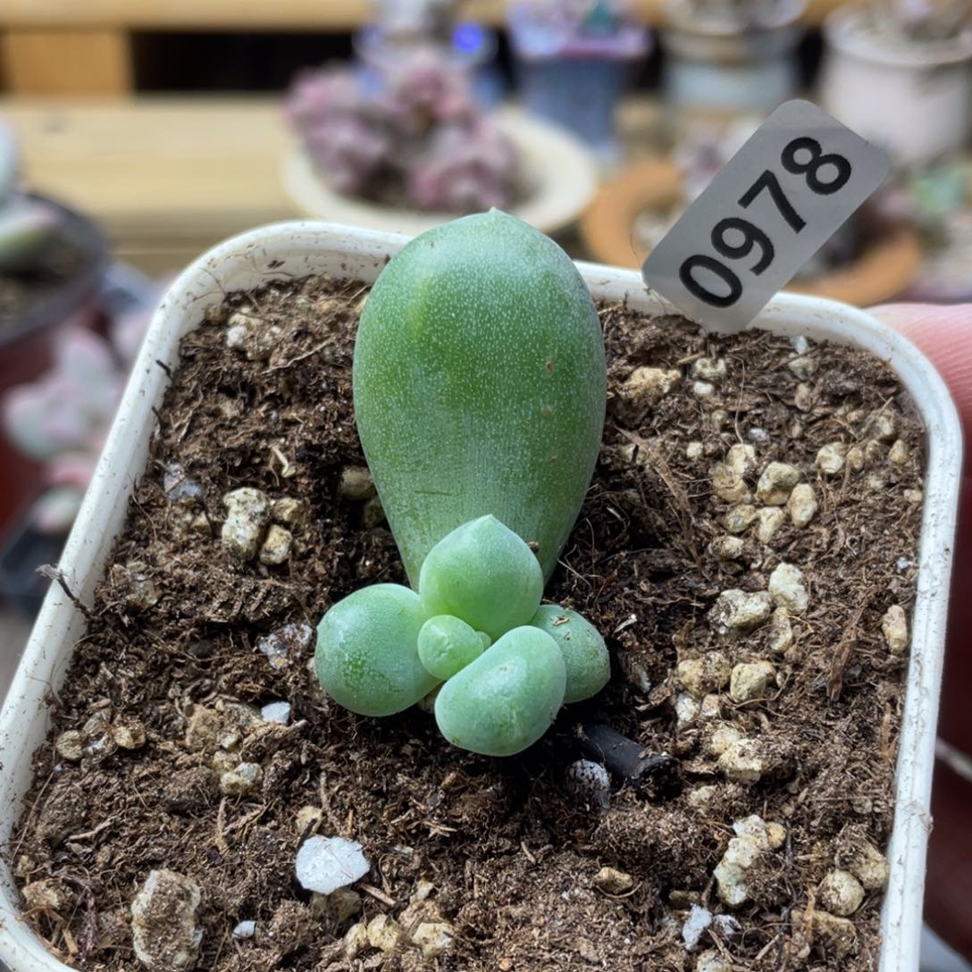 ξ****乌里韦亚多肉植物