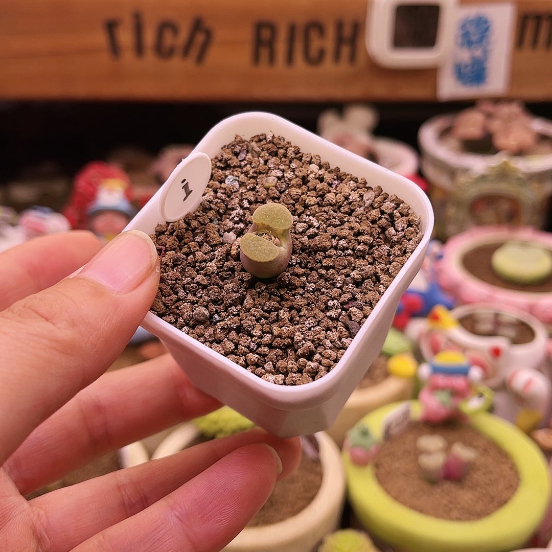 i号果冻色雪花窗banke磁铁风玲